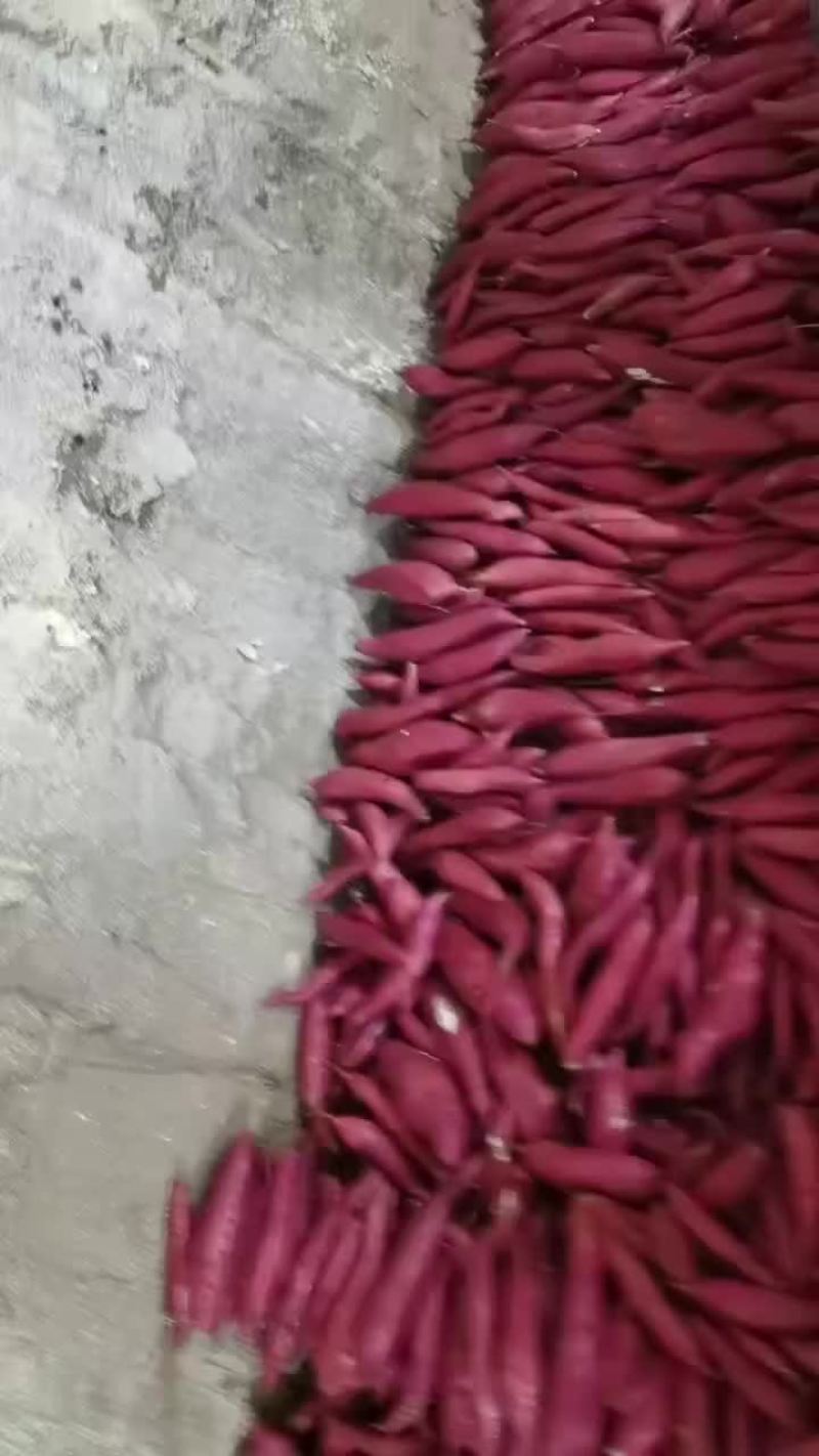 精品西瓜红红薯