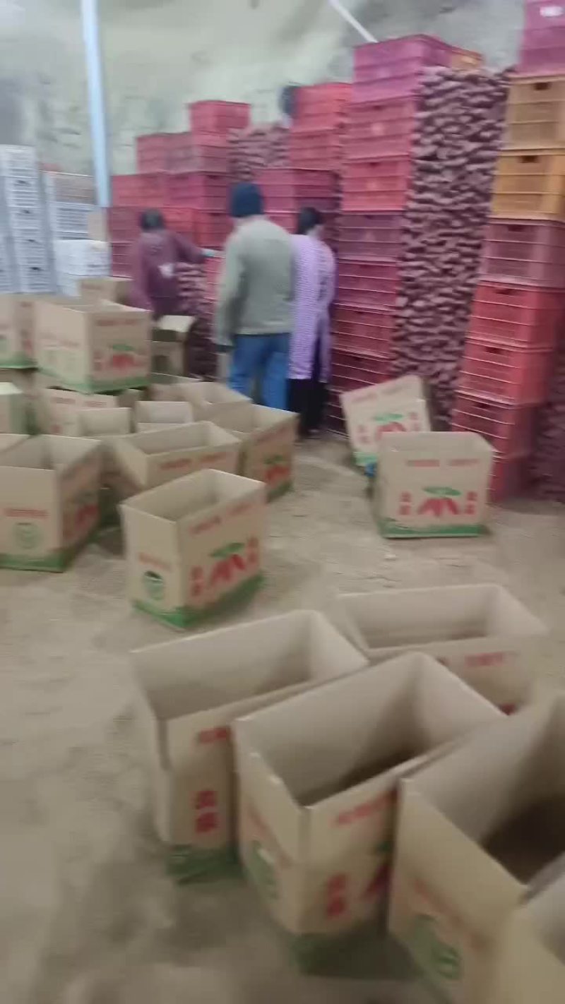 精品西瓜红红薯