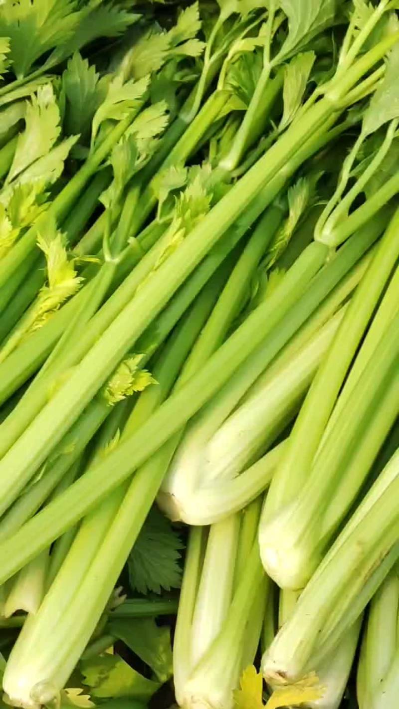 河南商丘夏邑精品西芹大量上市需要联系