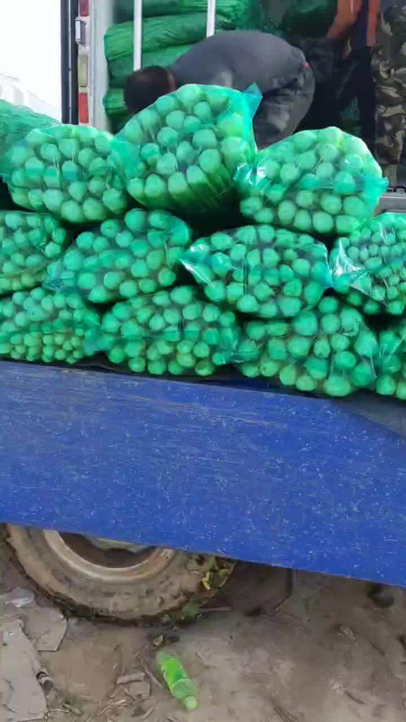 河南商丘夏邑精品西芹大量上市需要联系