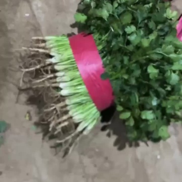 精品特级小香菜
