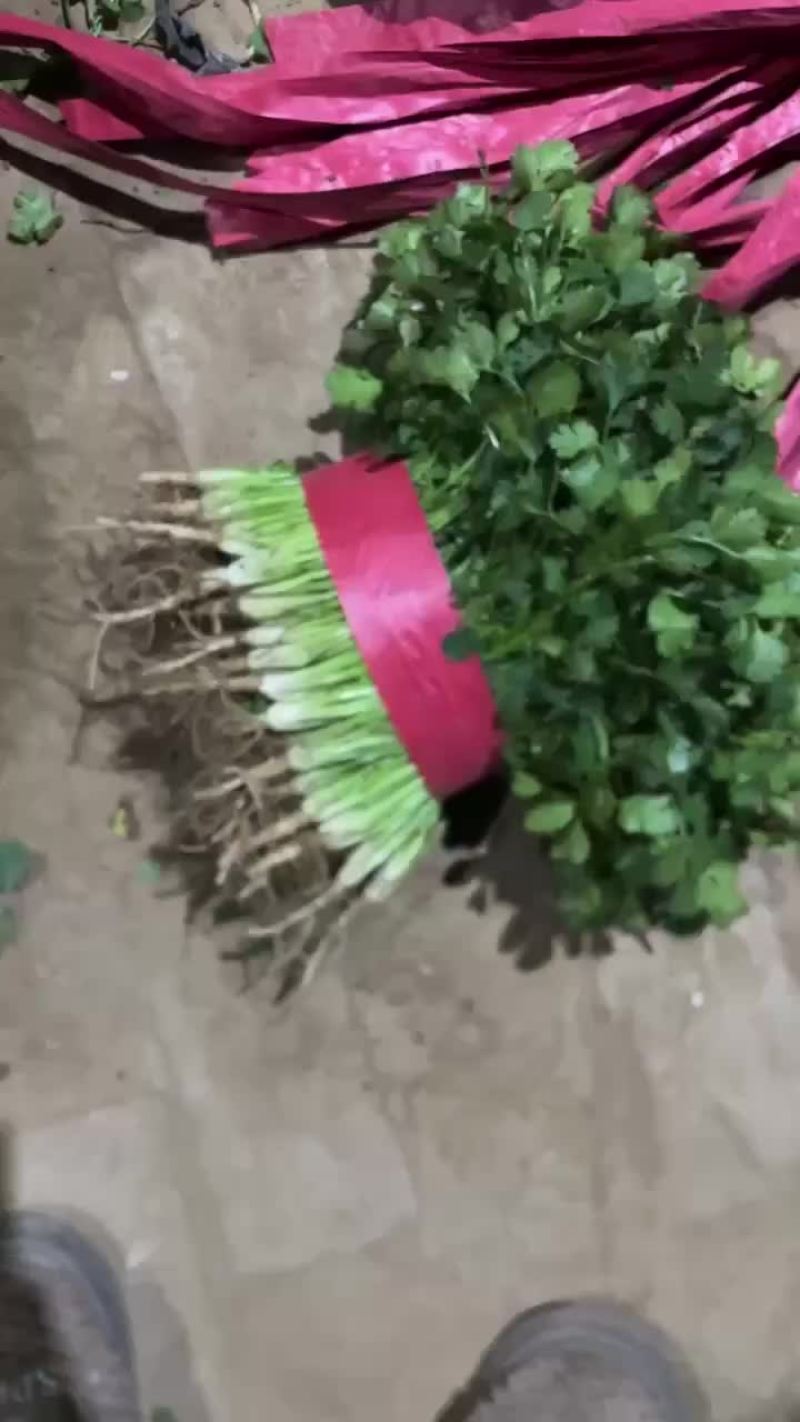 精品特级小香菜