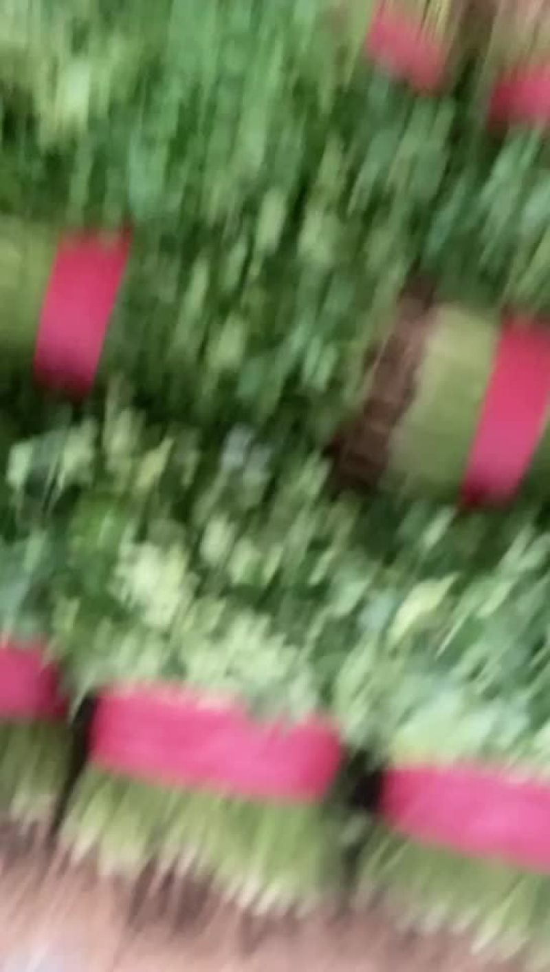 精品特级小香菜