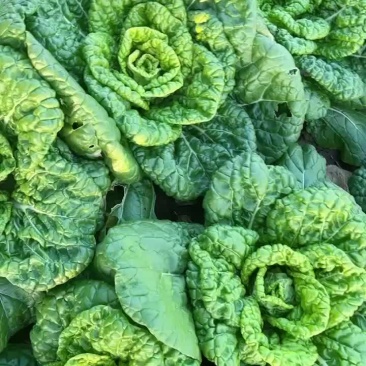 大量上市精品黄心菜
