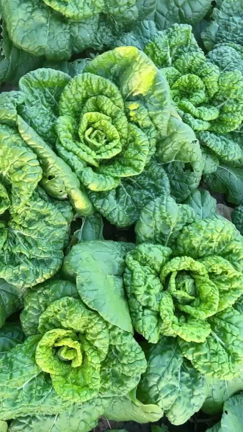 大量上市精品黄心菜