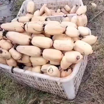 头年精品