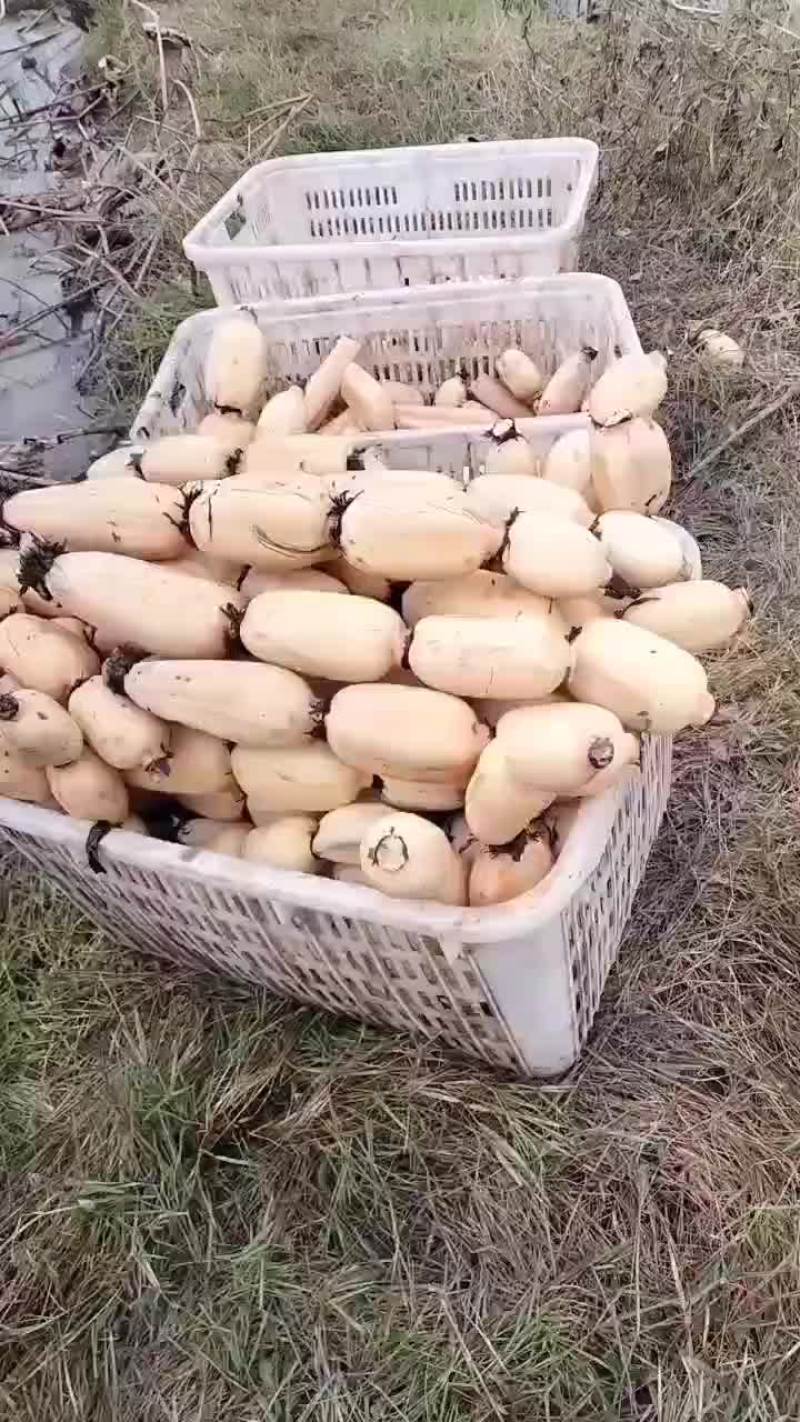 头年精品