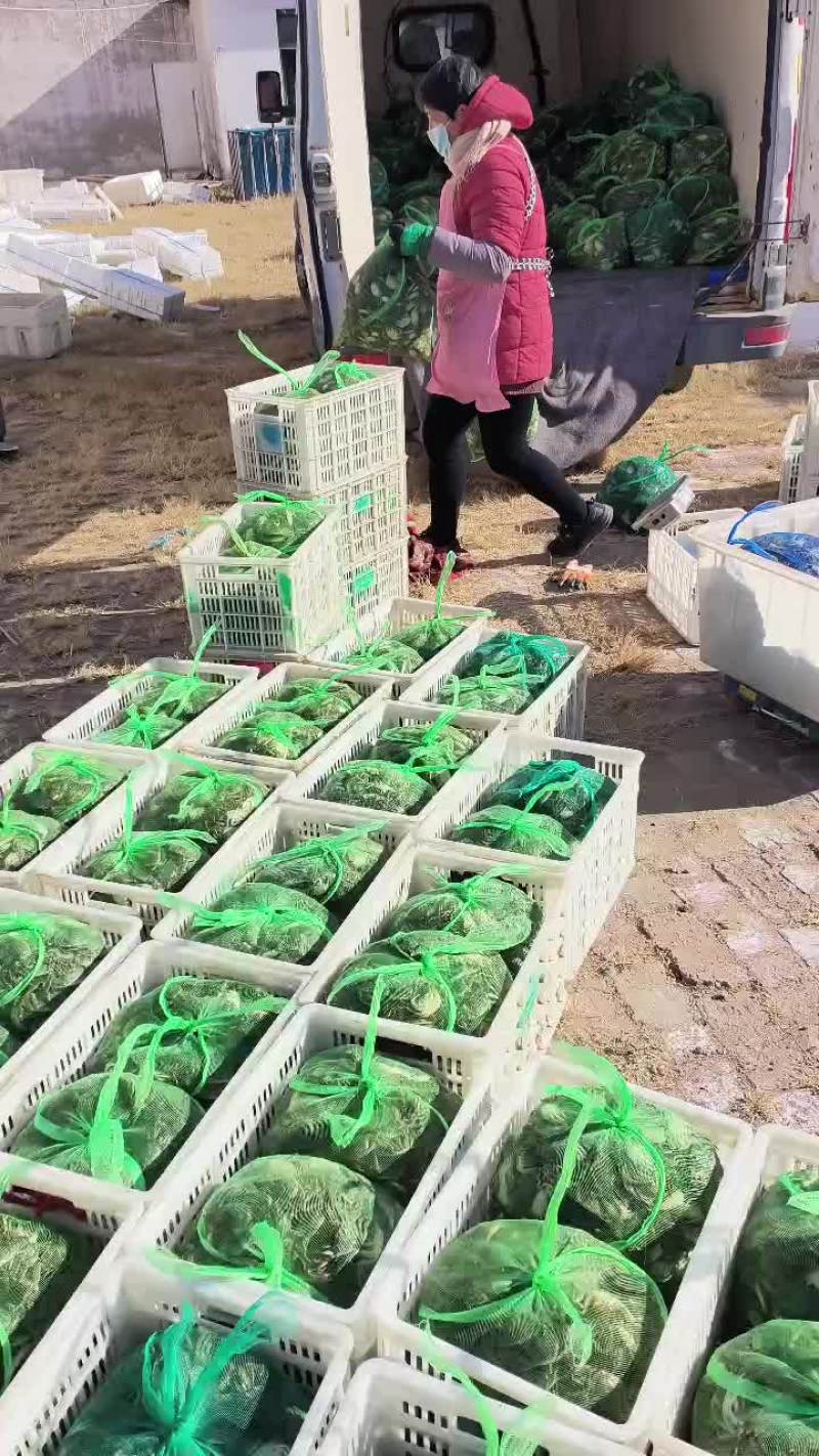 3700斤大母本蟹苗送货