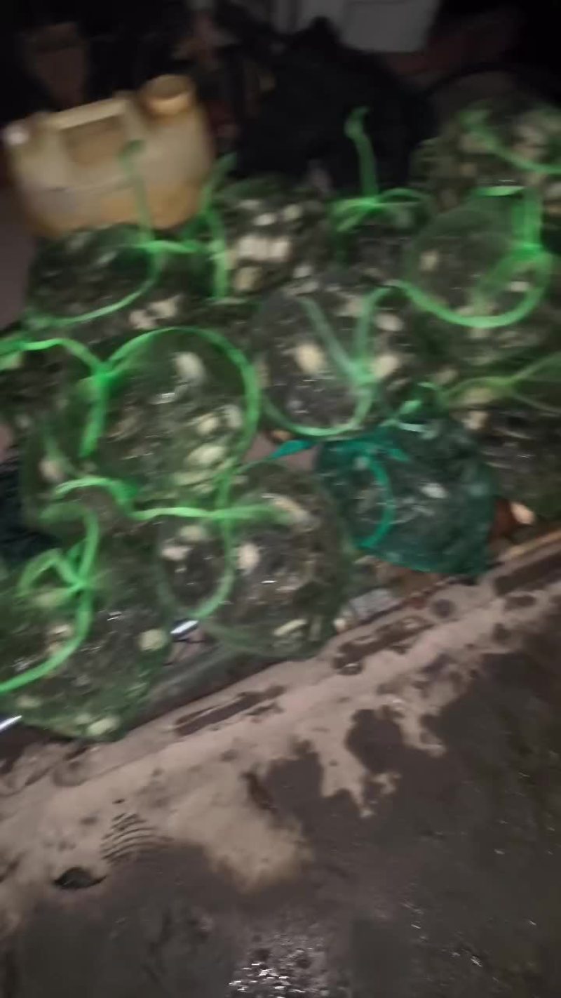 3700斤大母本蟹苗送货
