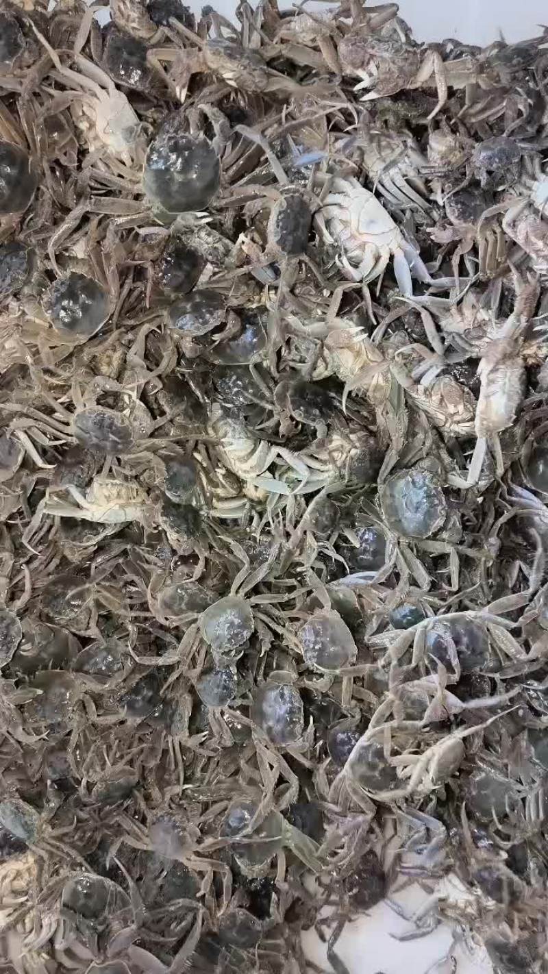 3700斤大母本蟹苗送货