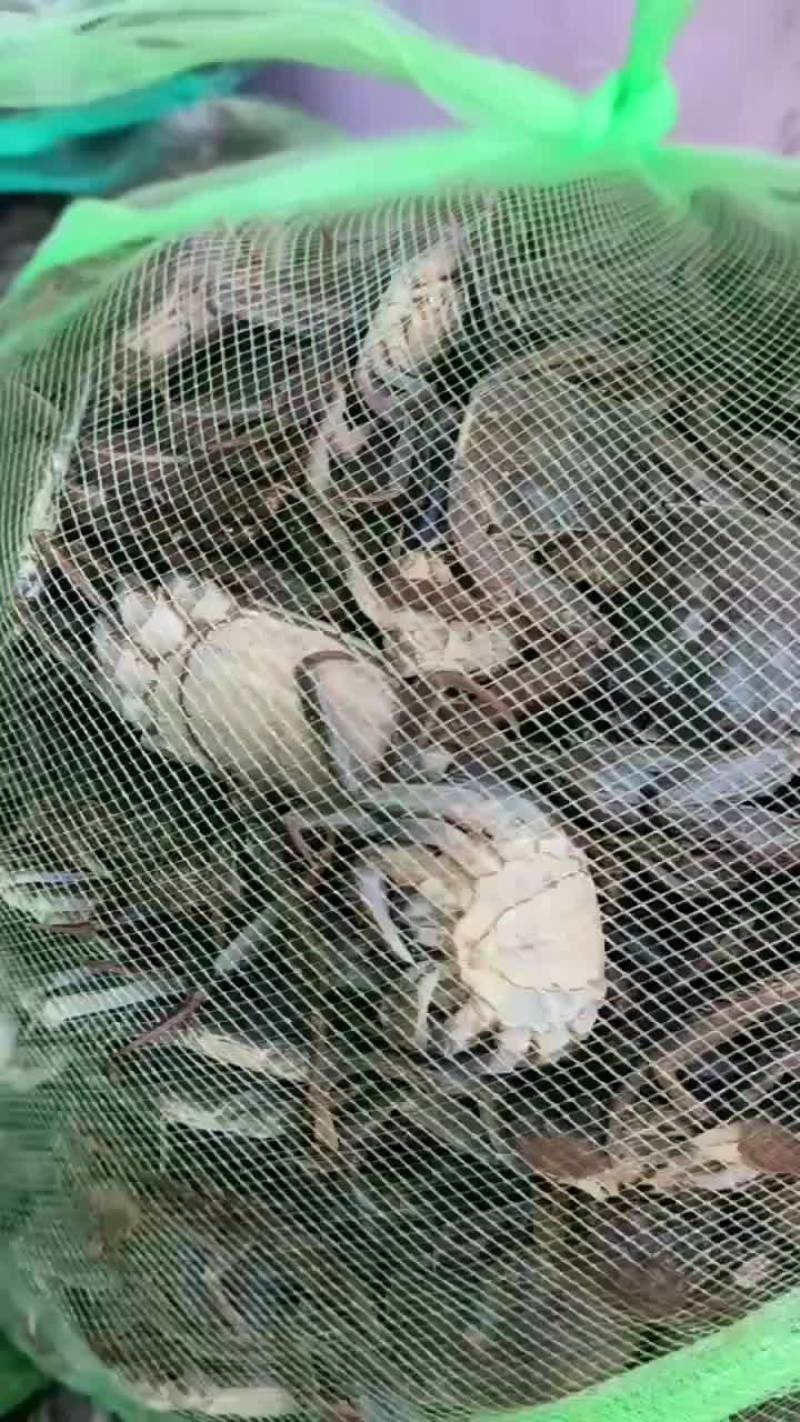 3700斤大母本蟹苗送货