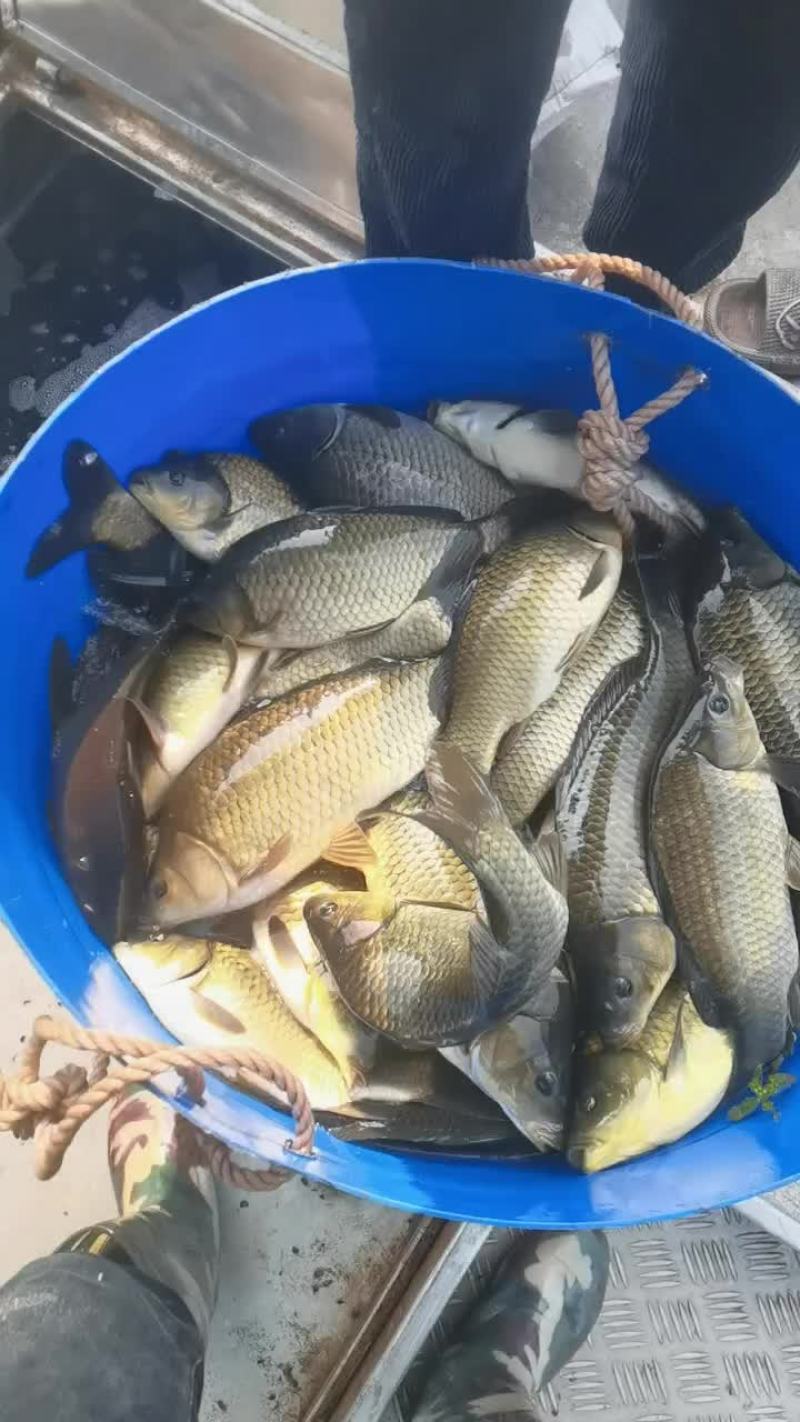 黄金鲫鱼