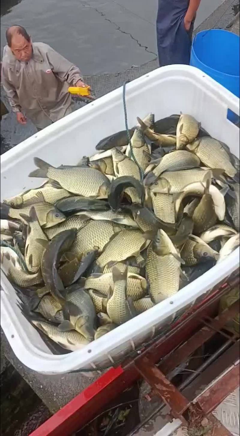 黄金鲫鱼