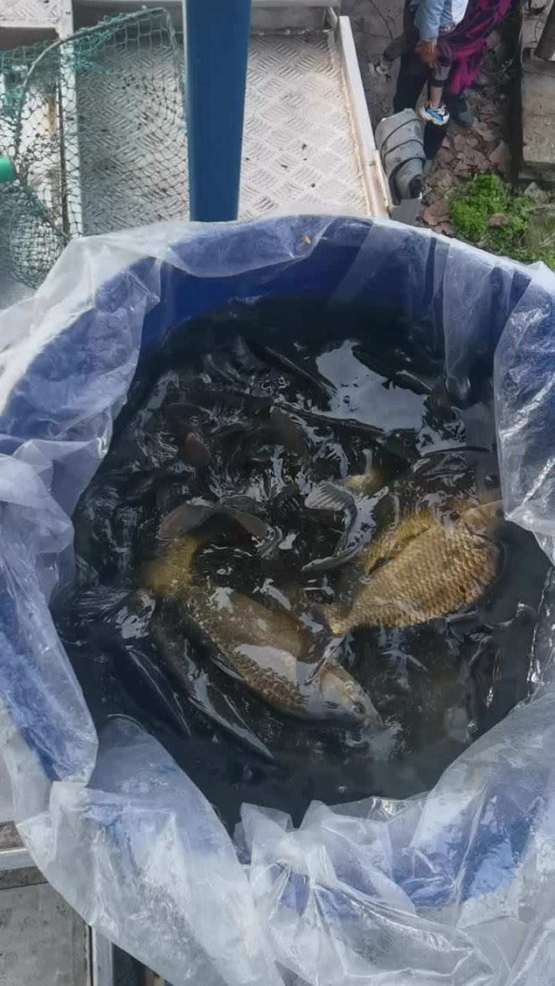 黄金鲫鱼