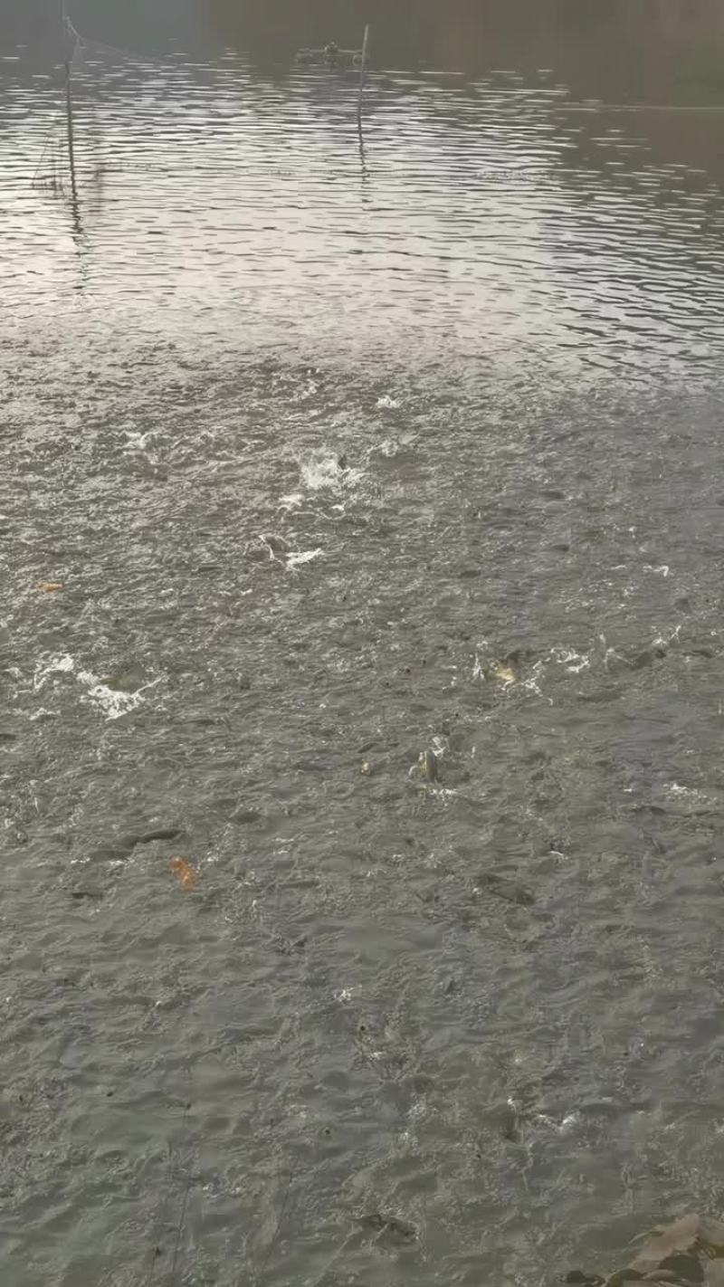 黄金鲫鱼