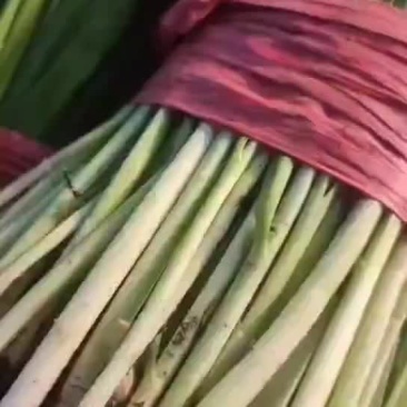 韭菜大落价