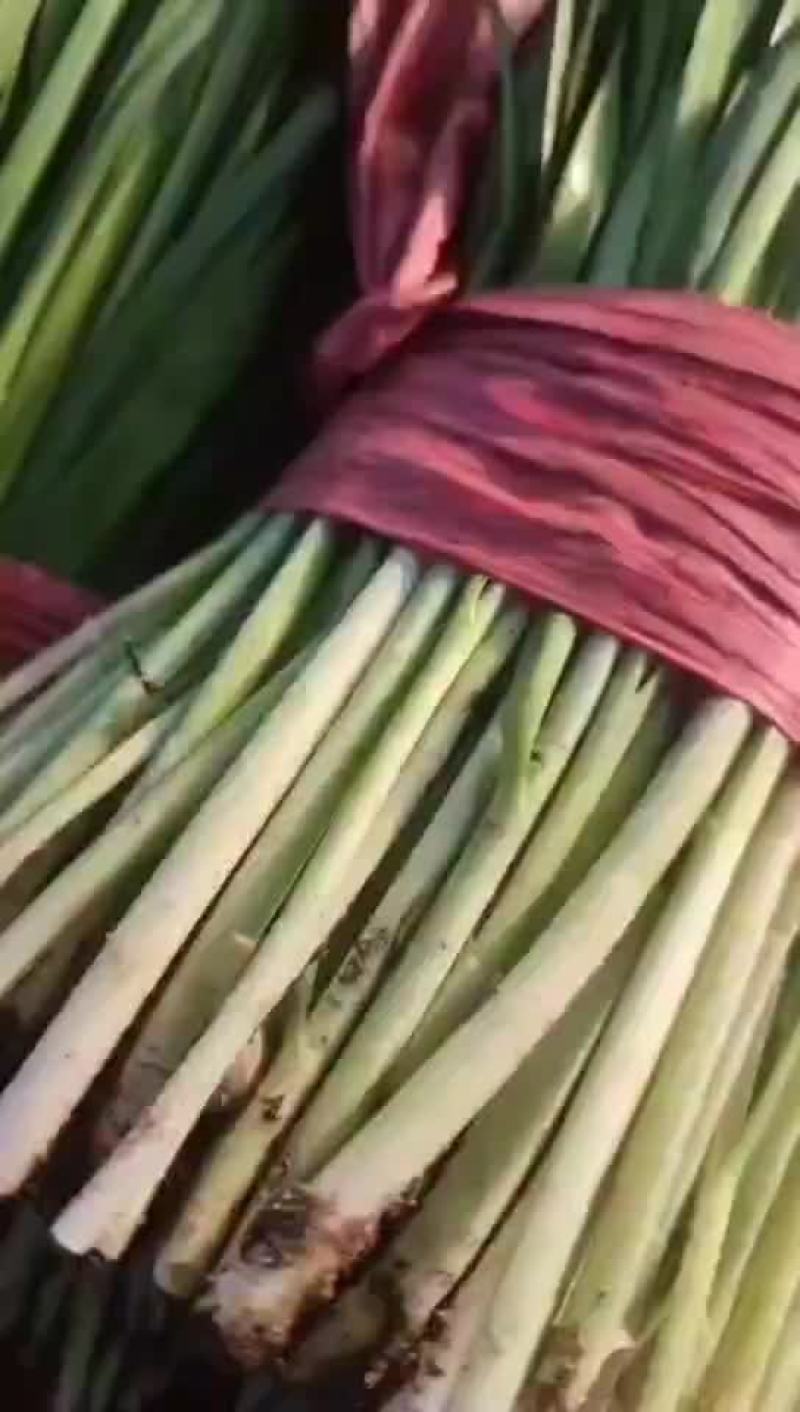 韭菜大落价