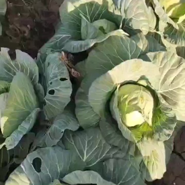 我们这里廿兰大量上市了需要联系