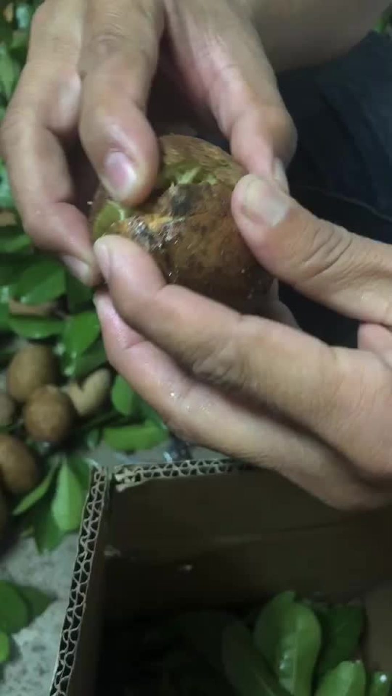 海南水果，人心果