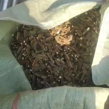 野生鬼箭羽杆
