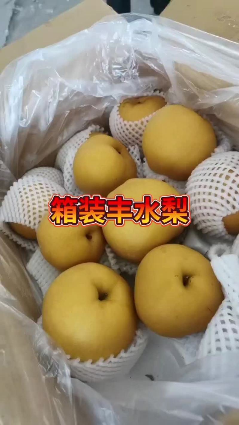 河北，赵县，冰糖雪花梨，果面干净，个头大糖份足。