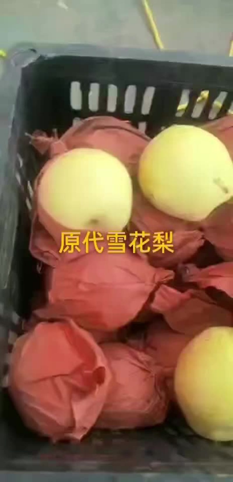 河北，赵县，冰糖雪花梨，果面干净，个头大糖份足。