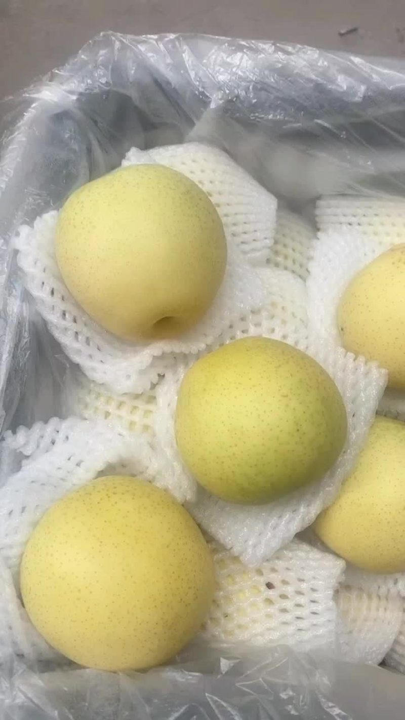 河北，赵县，冰糖雪花梨，果面干净，个头大糖份足。