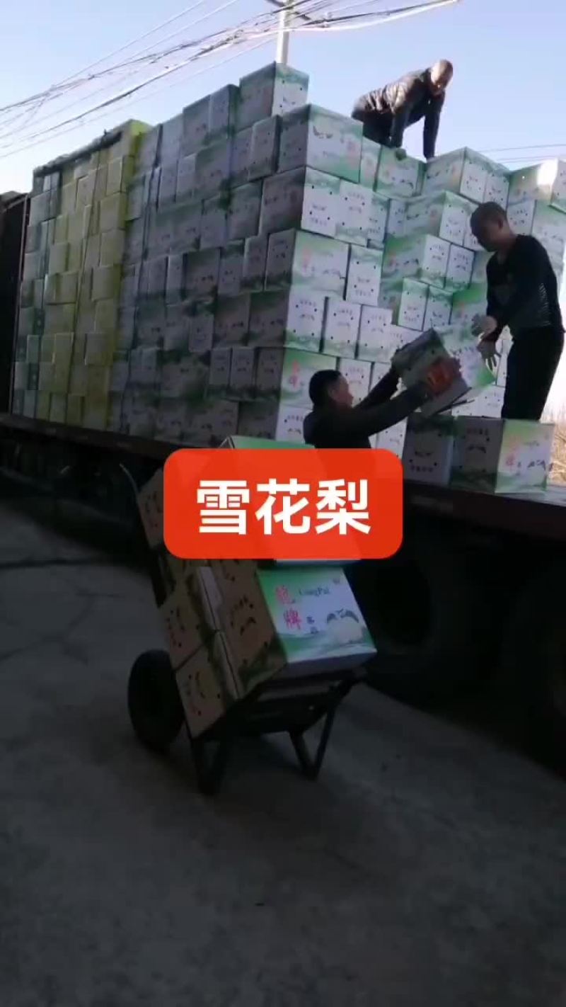河北，赵县，冰糖雪花梨，果面干净，个头大糖份足。