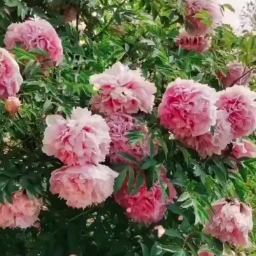 牡丹