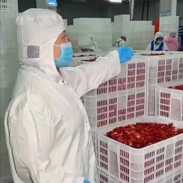 3斤鲜活锁鲜小龙虾27元，包邮到家，清水湛江龙虾尾球特级