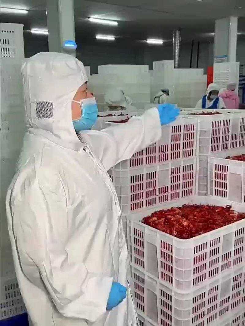 3斤鲜活锁鲜小龙虾27元，包邮到家，清水湛江龙虾尾球特级