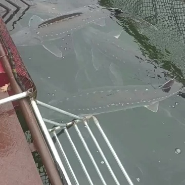鲟鱼