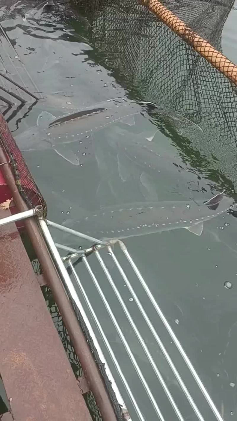 鲟鱼