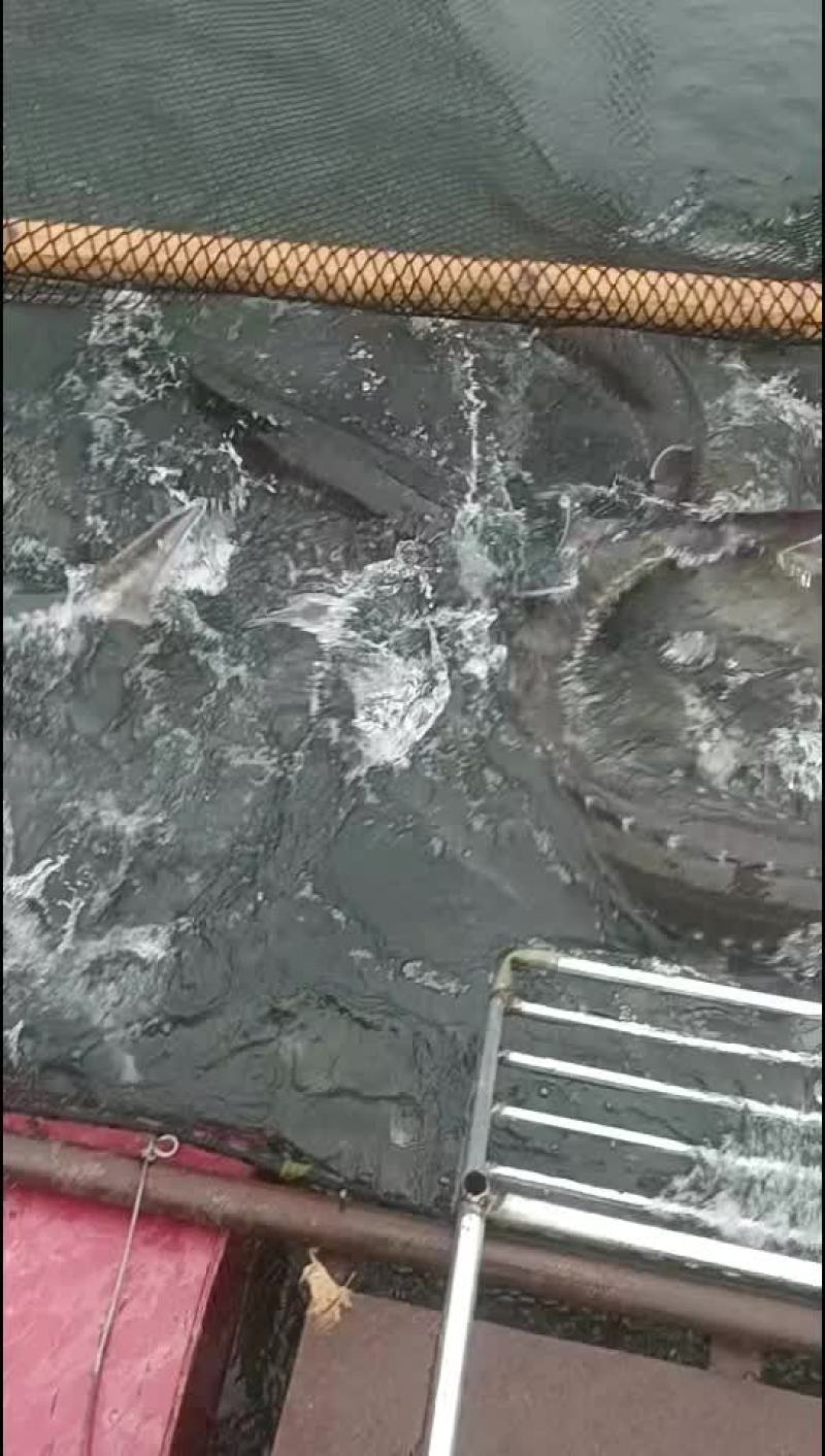 鲟鱼