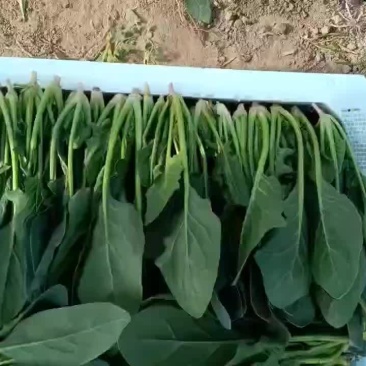 菠菜