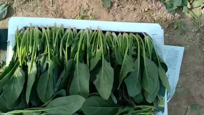 菠菜