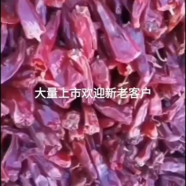 干辣椒大量有货保好