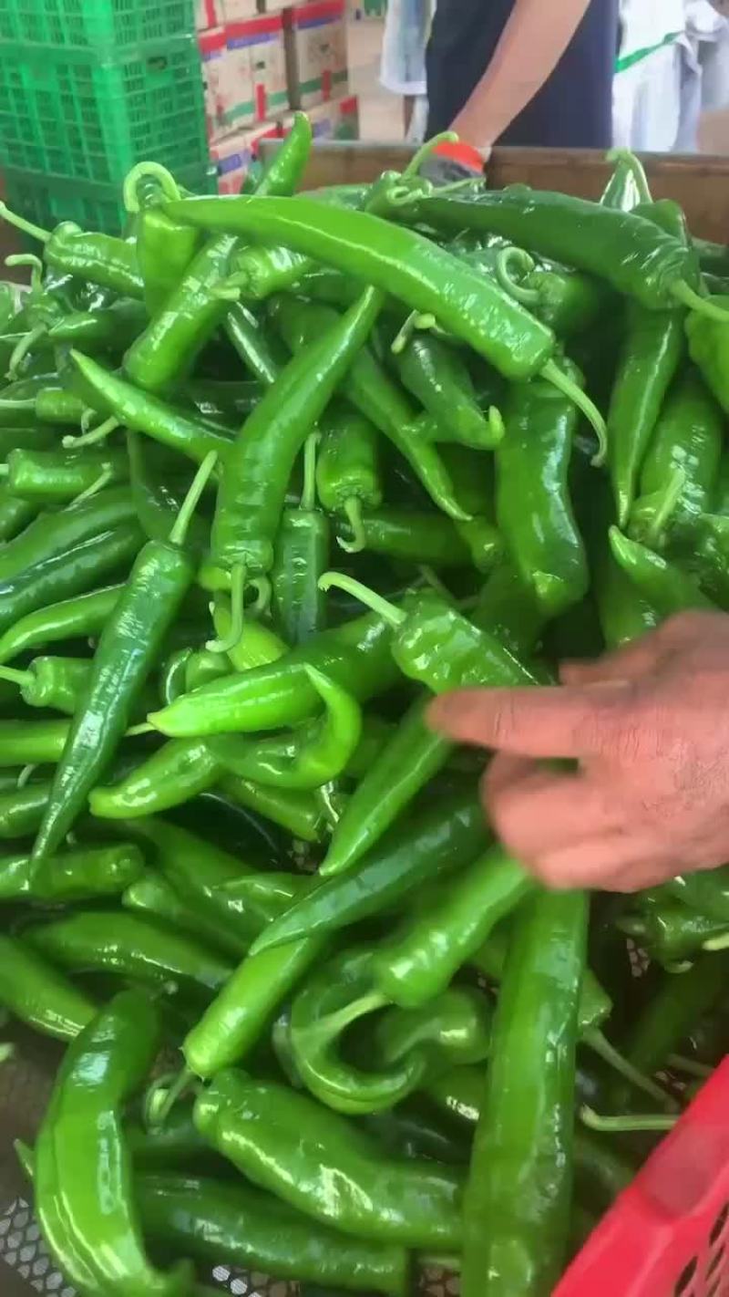 薄皮尖椒