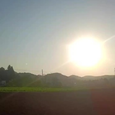 泡青菜