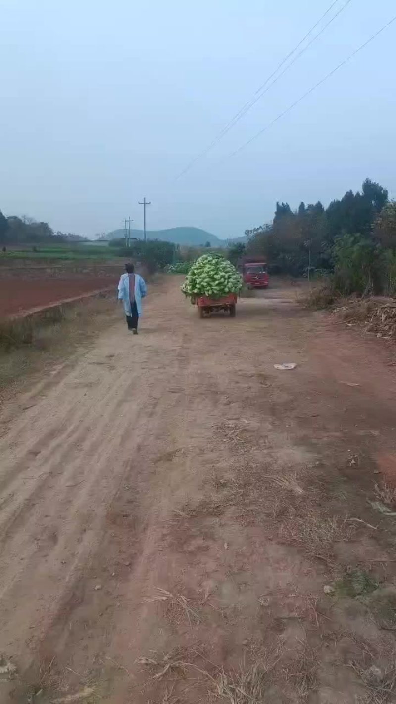 泡青菜