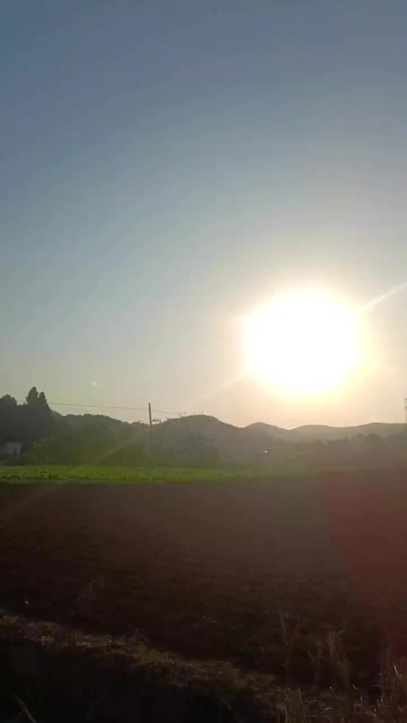 泡青菜
