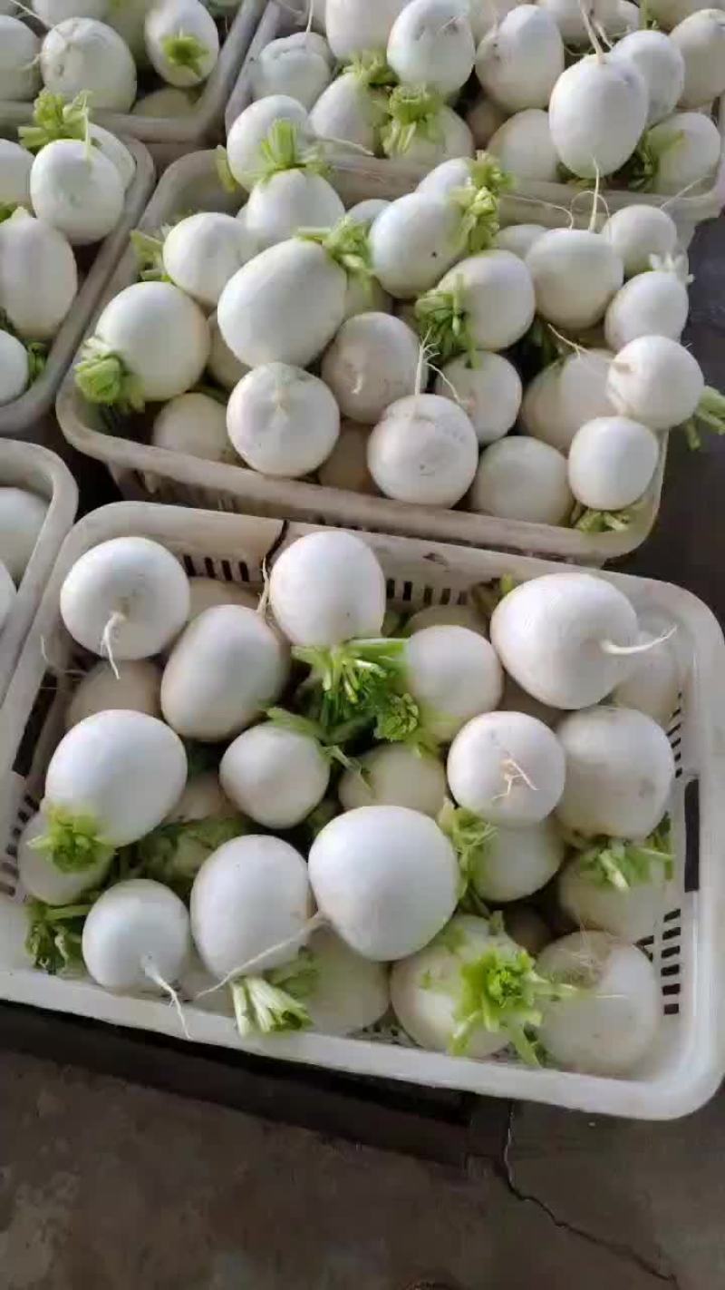 四川白萝卜玉尊圆根萝卜大小都有规格齐全净菜毛菜都能装价格低