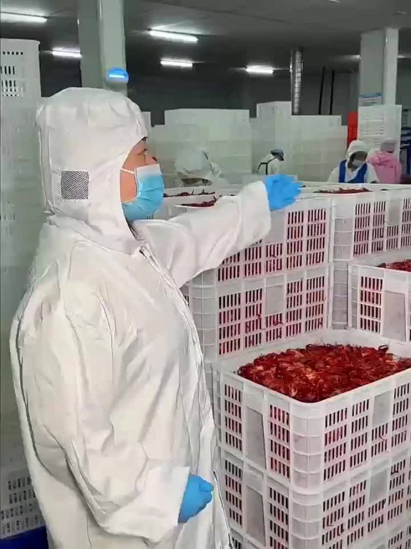 3斤鲜活锁鲜小龙虾27元，包邮到家，清水湛江龙虾尾球特级