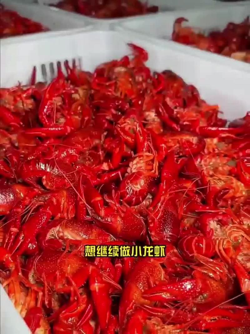3斤鲜活锁鲜小龙虾27元，包邮到家，清水湛江龙虾尾球特级