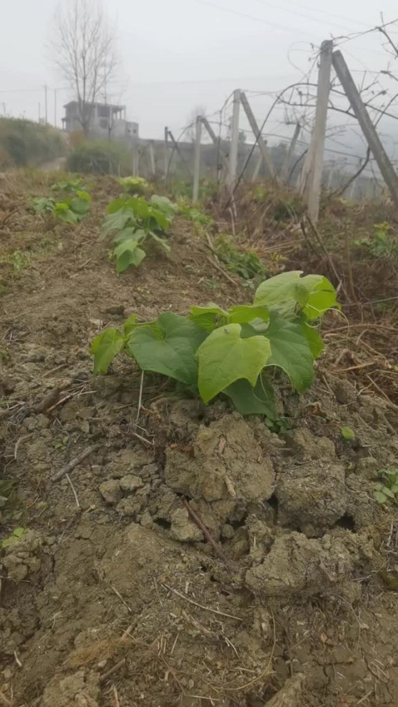 两百亩龙须菜需要销售，需要的老板提前预订