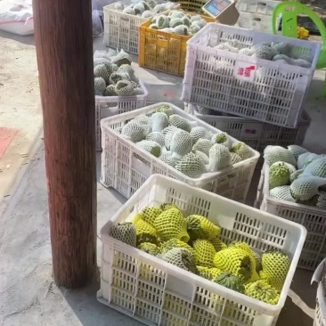 自家果园种植凤梨释迦