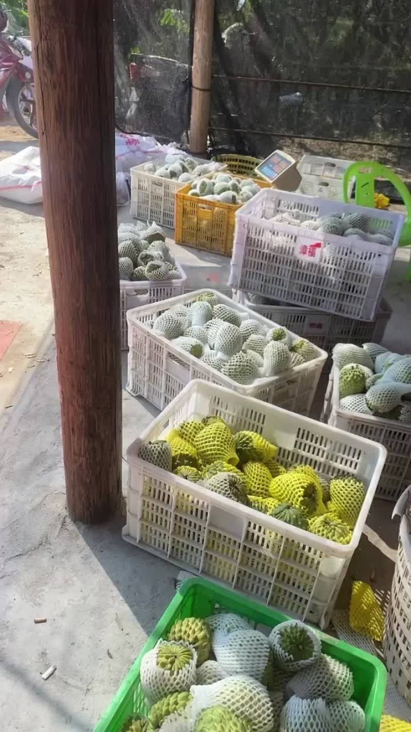 自家果园种植凤梨释迦