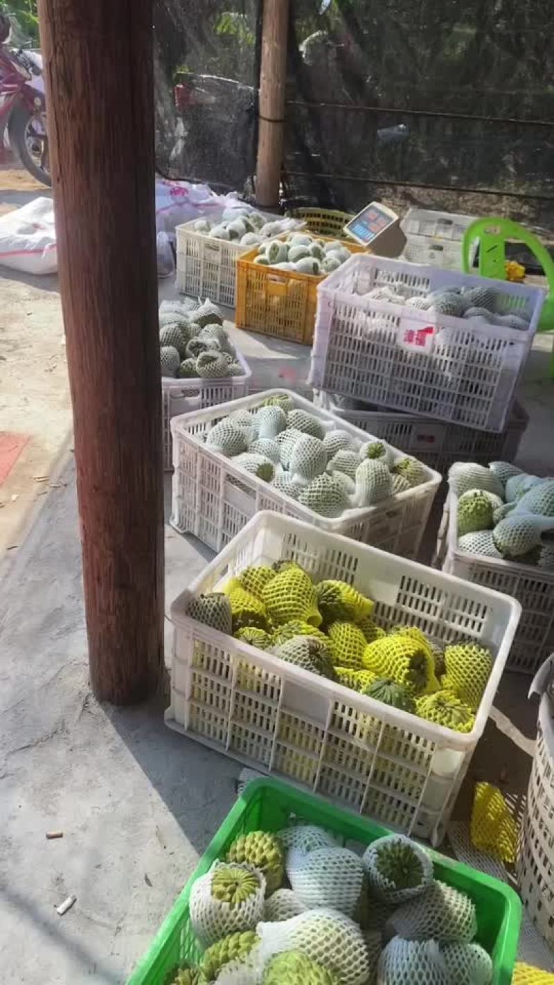 自家果园种植凤梨释迦
