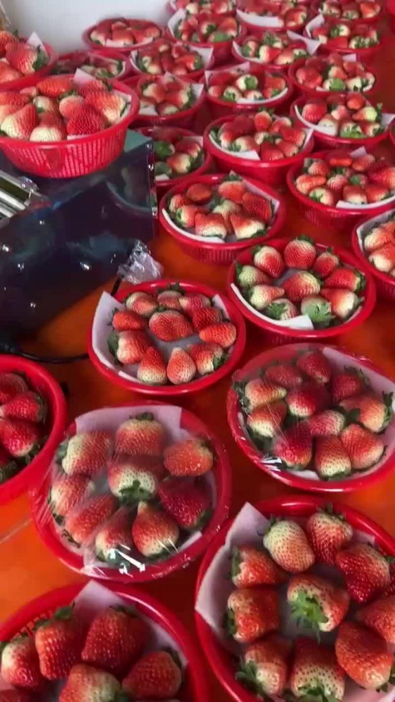 安徽阜阳天仙醉草莓