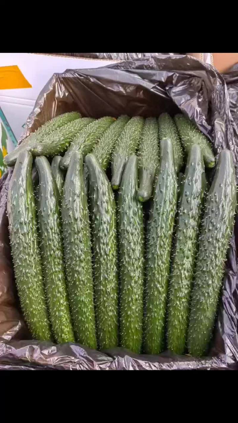 甘肃省白银市靖远县精品大刺黄瓜